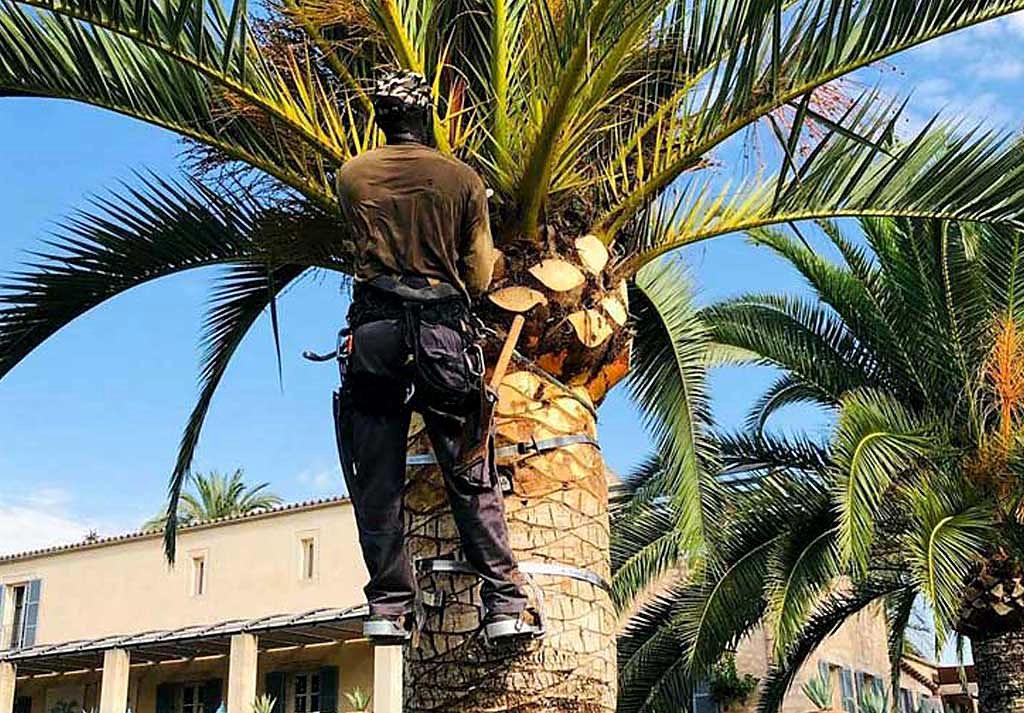 Trabajo de Alcoleas Gardens en Mallorca